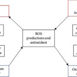 Figure illustrating the vicious cycle between oxidative stress and inflammation in Diabetic Nephropathy