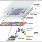 Microfluidic lectin-based barcode bioassay chip for point-of-care CTC diagnosis kit development.