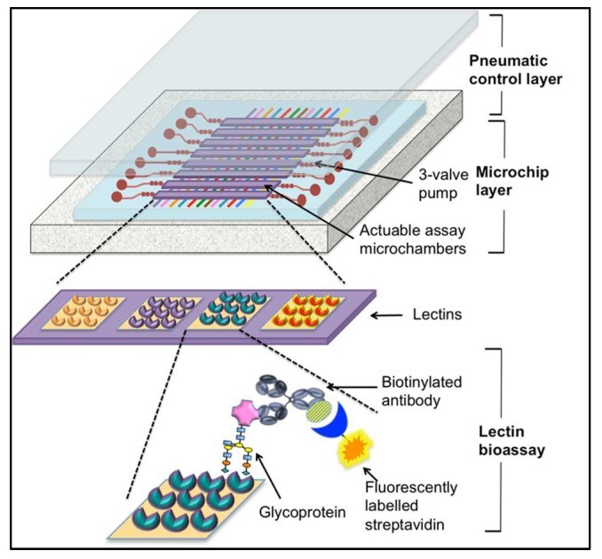 Microfluidic lectin-based barcode bioassay chip for point-of-care CTC diagnosis kit development.