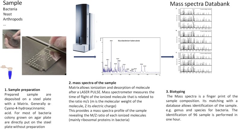 Preparation and identification of a sample by MALDI-TOF MS. MALDI-TOF MS, matrix-assisted desorption ionization–time of flight mass spectrometry.