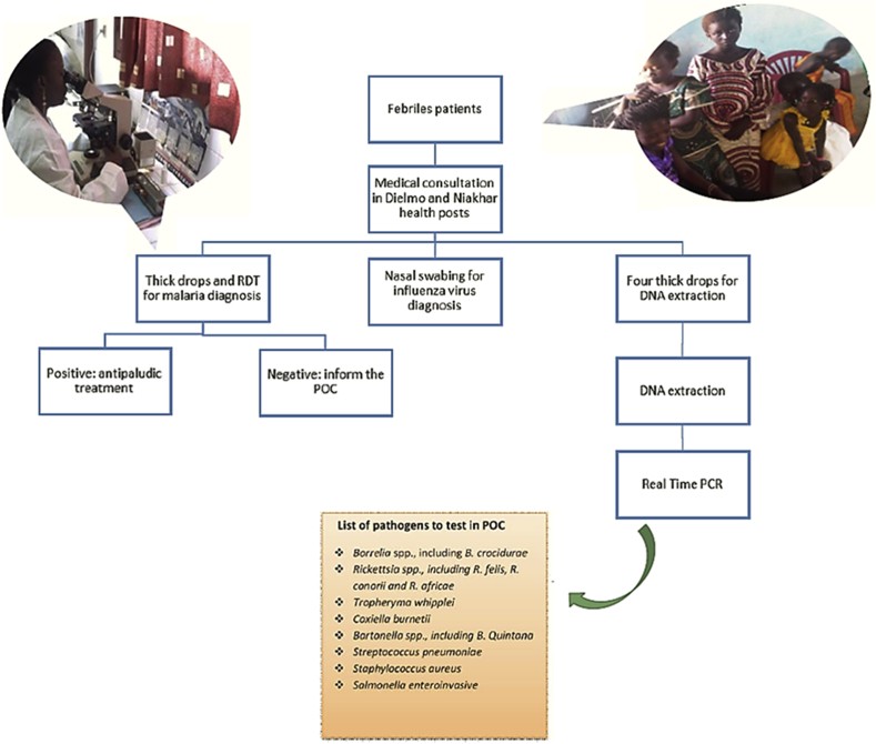 Chronology of POC diagnosis. POC, point of care.