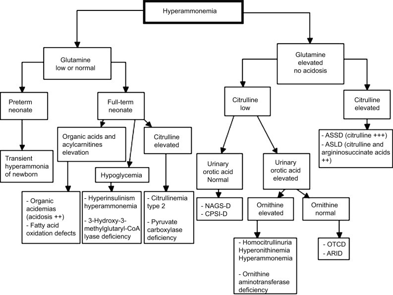 Diagnostic algorithm facing hyperammonemia