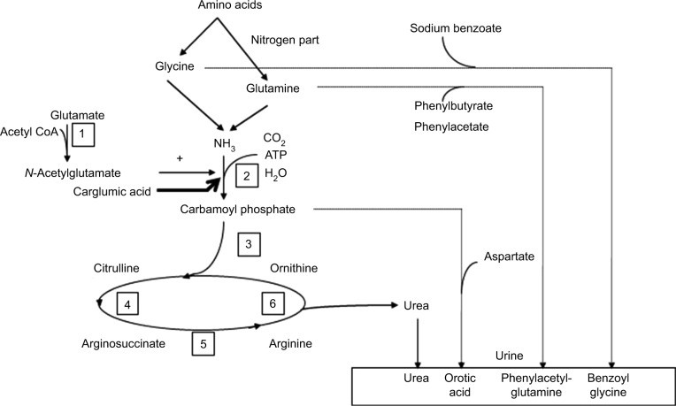 Urea cycle and therapies for hyperammonemia