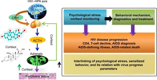 Schematic illustration of HPA axes in HIV progression, highlighting impaired adrenal reverse and peripheral glucocorticoid excess